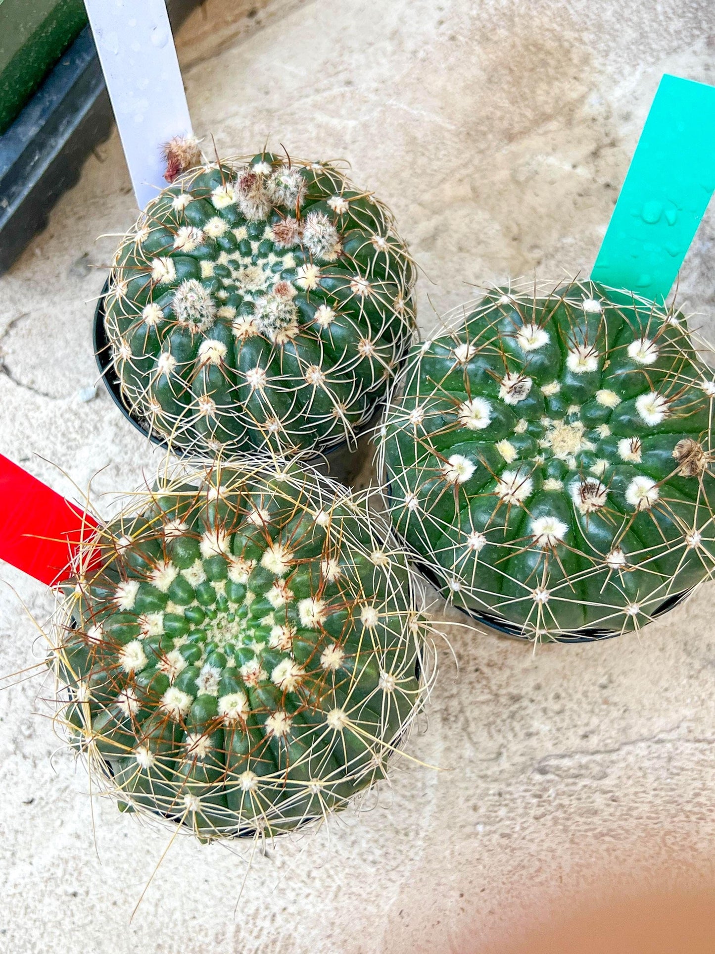 Notocactus Uebelmannianus | Rare succulent | 3.5" Planter