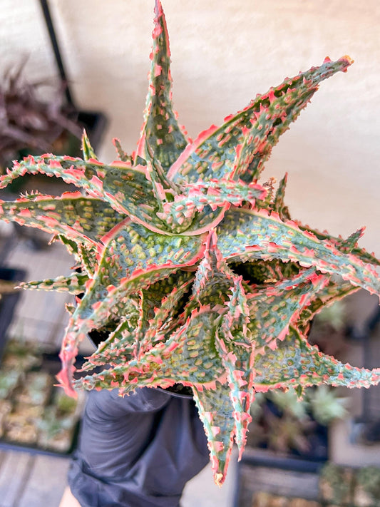 Aloe Oik'| A rare plant is more than decor—it’s therapy | 3.5" Planter