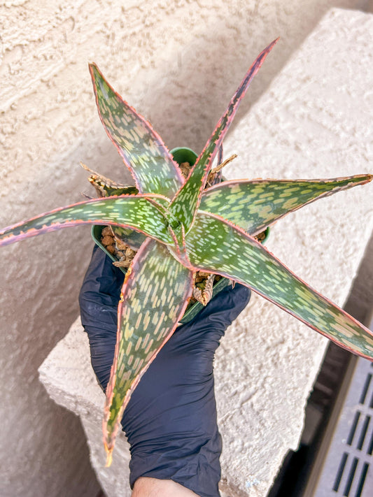 Rare - Aloe Neon Nici | Indoor Succulents | 3.5" Planter