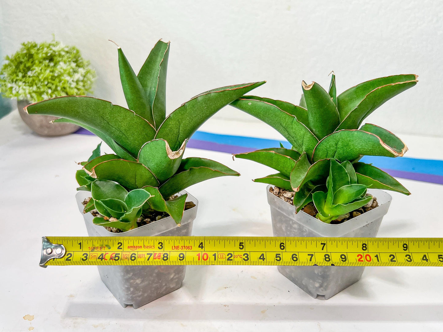 Sansevieria Hybrid Maya (AC55) | Sri katon' x pinguicula
