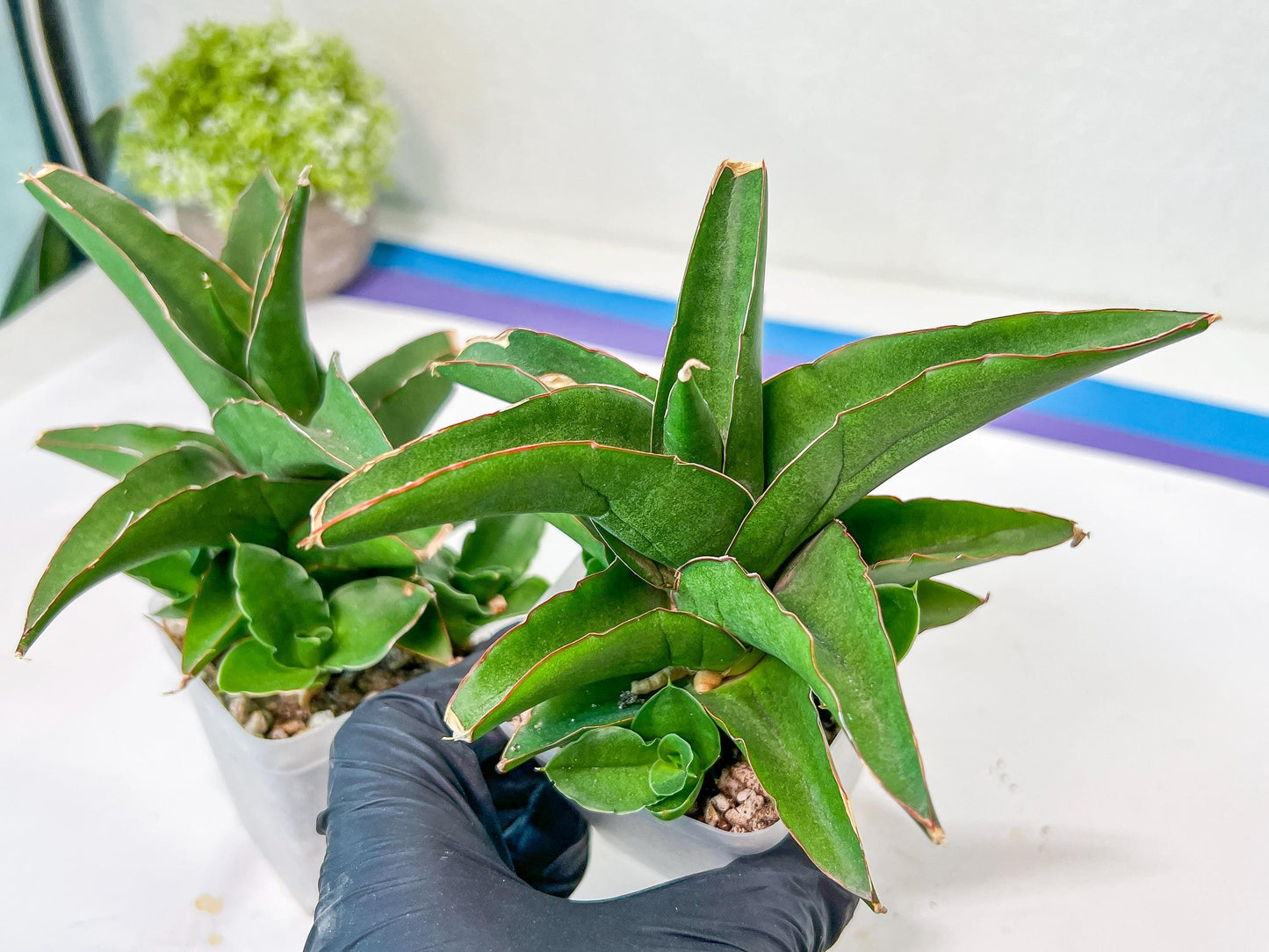 Sansevieria Hybrid Maya (AC55) | Sri katon' x pinguicula