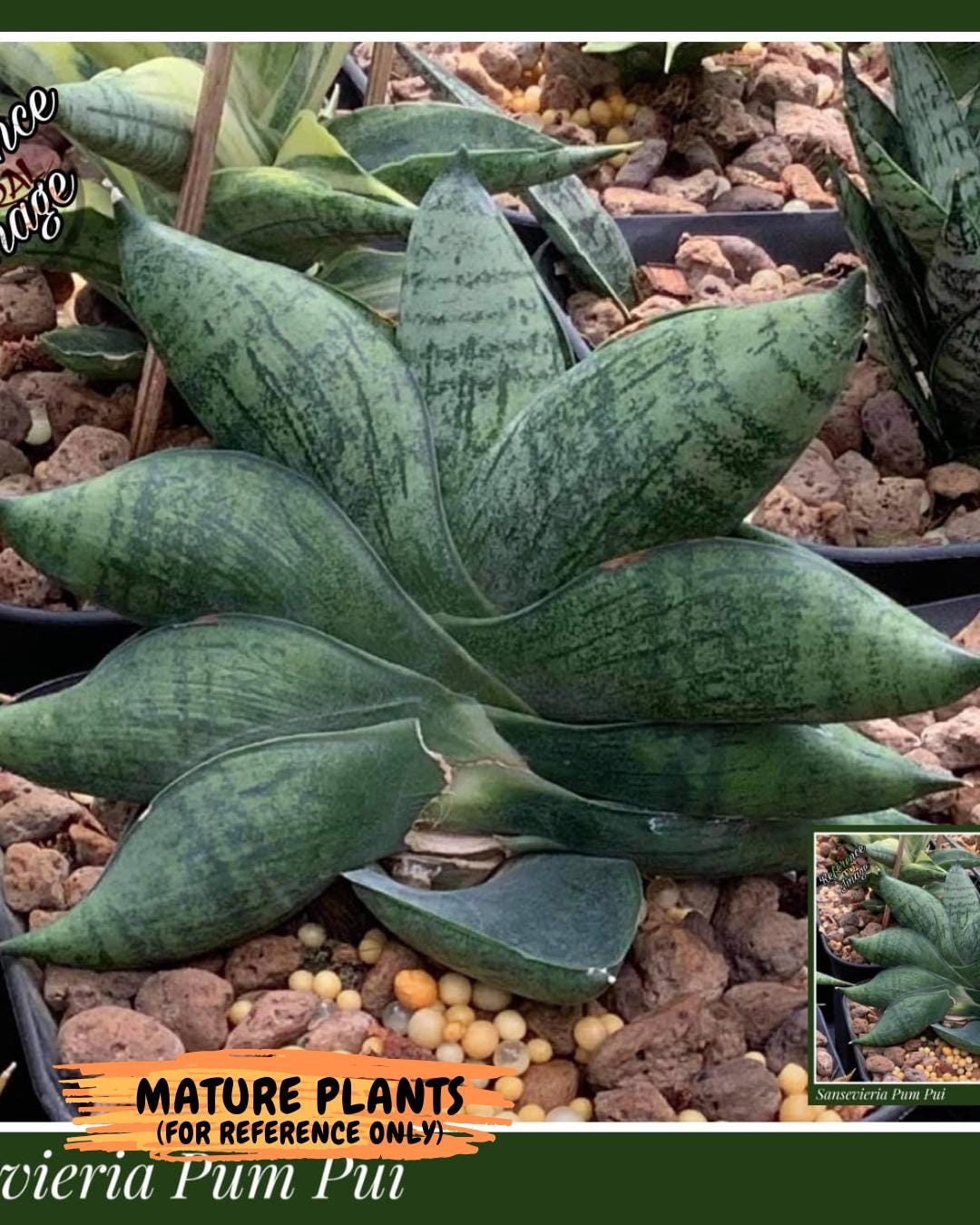 sansevieria Pum Pui (AC60) | Rare Snake Plant