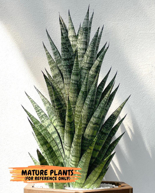 sansevieria Pattaya (ca3) (8) | Rare Import