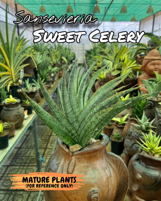 sansevieria Sweet Celery (AC62) | Rare Snake Plant