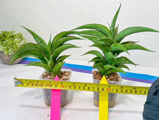 Sansevieria Zeleno Caj (#A2) | Imported Plants | Rare Hybrid Species