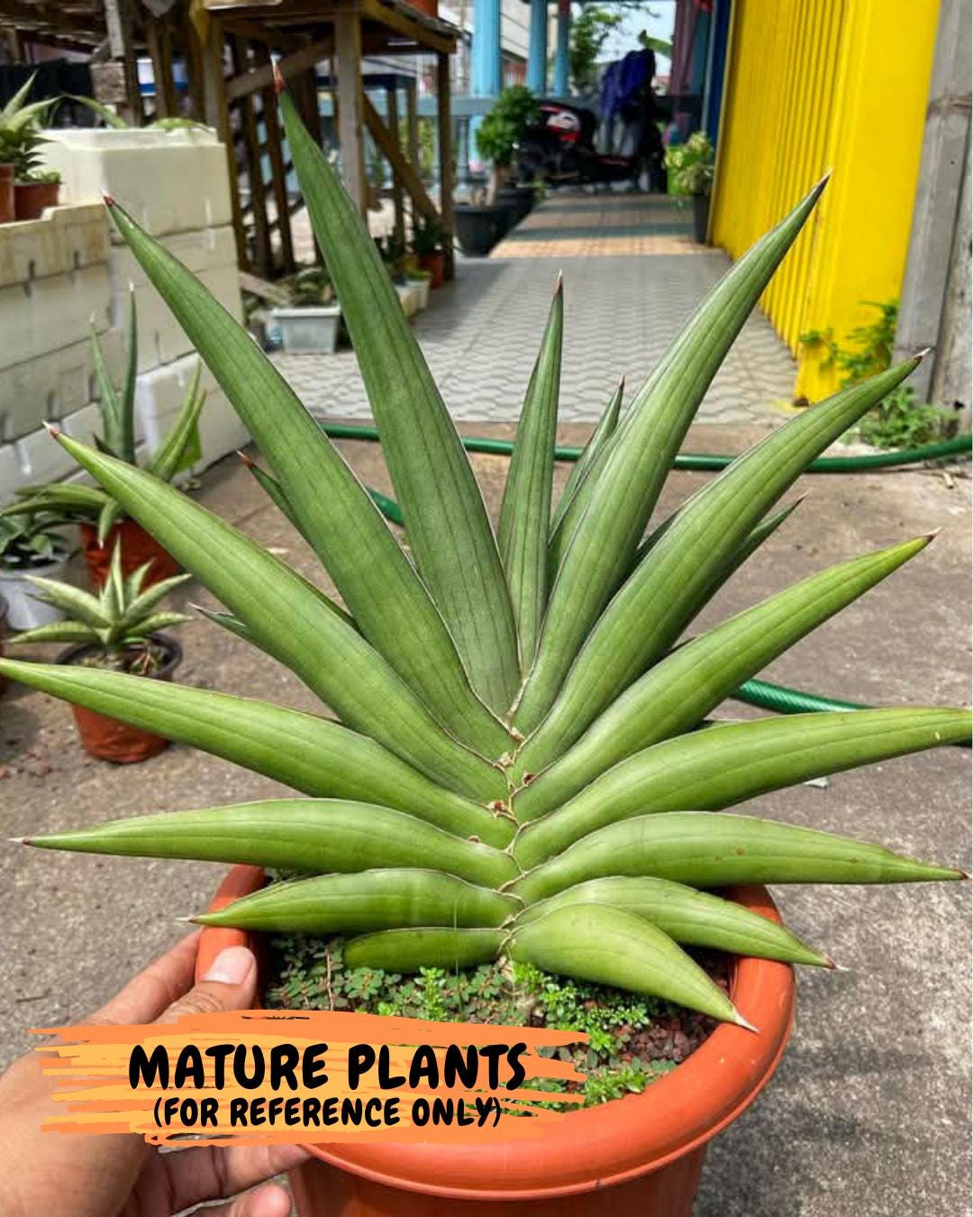 Sansevieria Robo (Ha5) (3) | Rare Hybrid Species