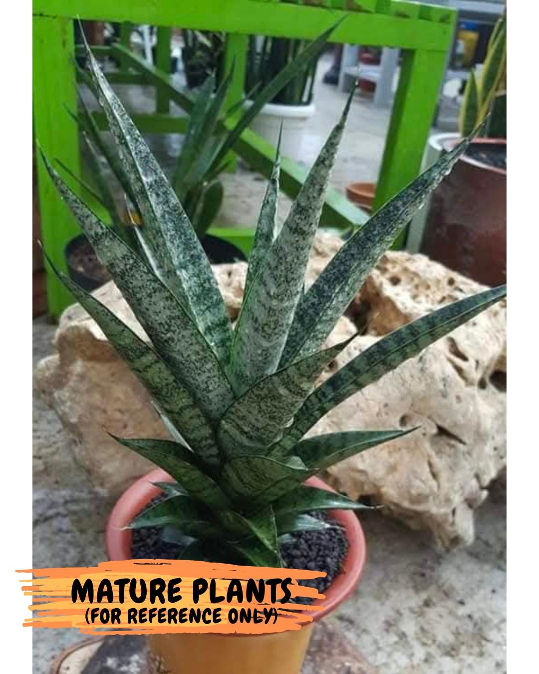 Sansevieria Makayai Frosty (H21) | Imported Plants