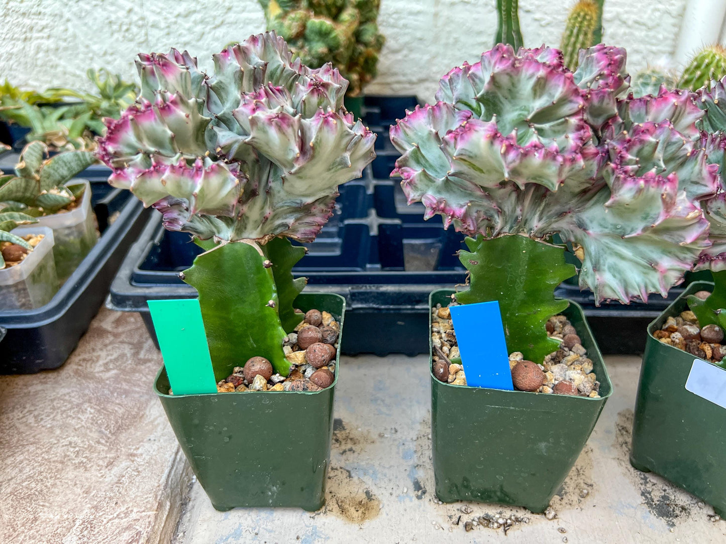 Large Lactea Crested Grafted More Silver/White | Imported Cactus | Rare Succulent