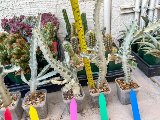 Large Euphorbia Lactea (G2) | Imported Cactus | Rare Succulent