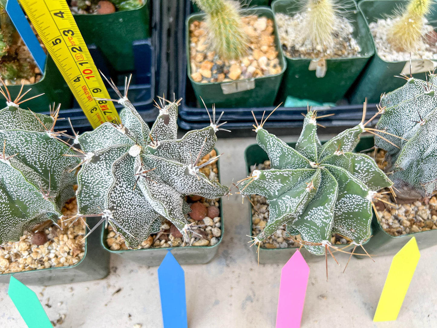 Large Ornatum Cactus | Imported Cactus | Rare Succulent