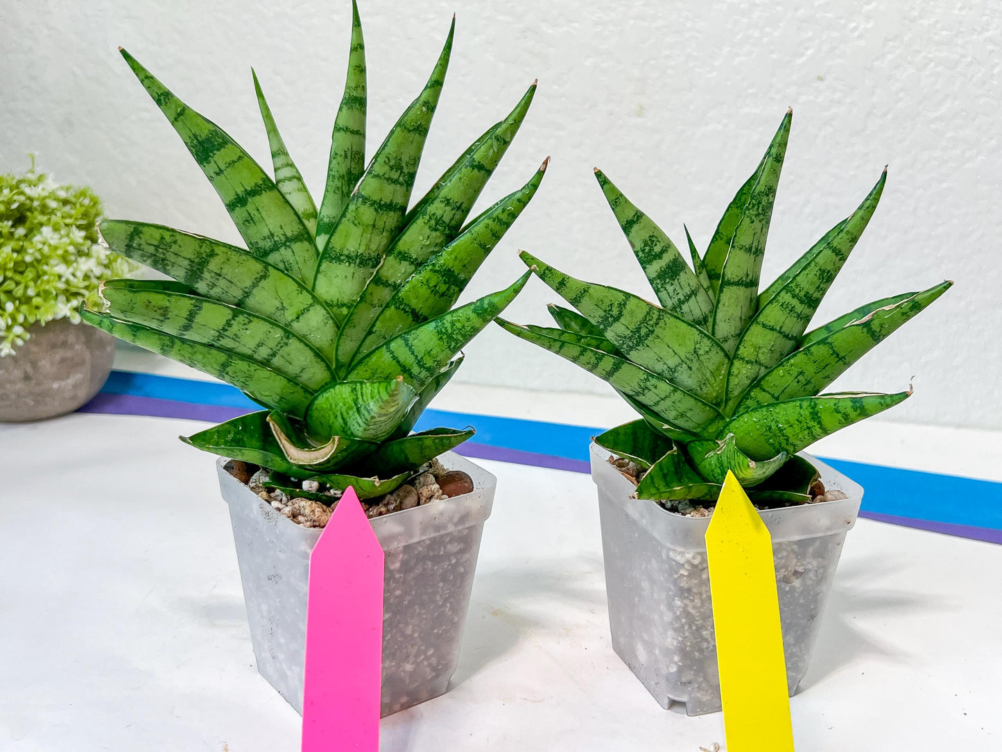 Sansevieria Enduro (H11) | Imported Plants | Rare Hybrid Species