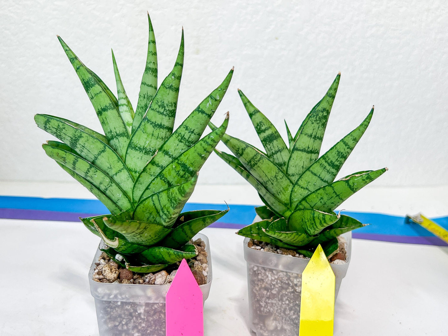Sansevieria Enduro (H11) | Imported Plants | Rare Hybrid Species