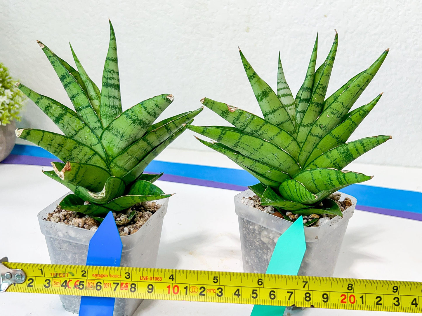 Sansevieria Enduro (H11) | Imported Plants | Rare Hybrid Species