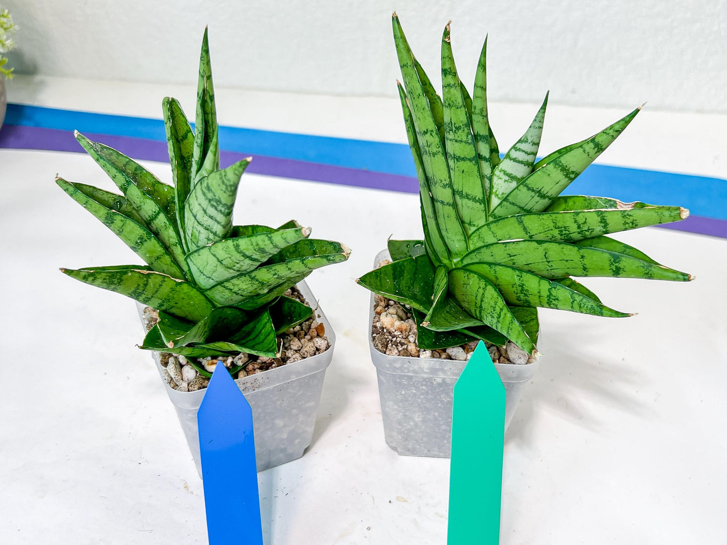 Sansevieria Enduro (H11) | Imported Plants | Rare Hybrid Species