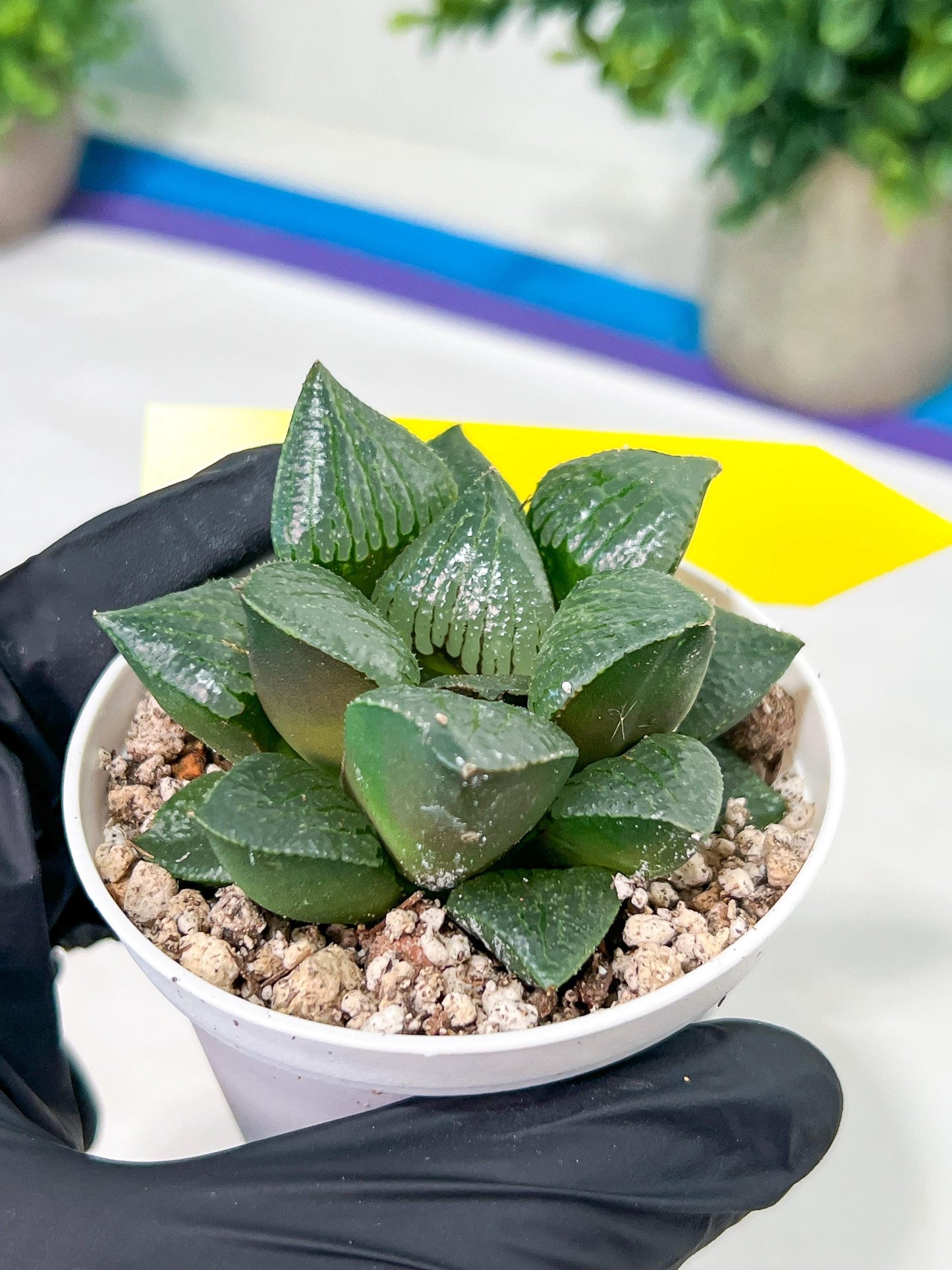 Haworthia Melon Island or Xianggua Dao (H2A) | Imported Succulent