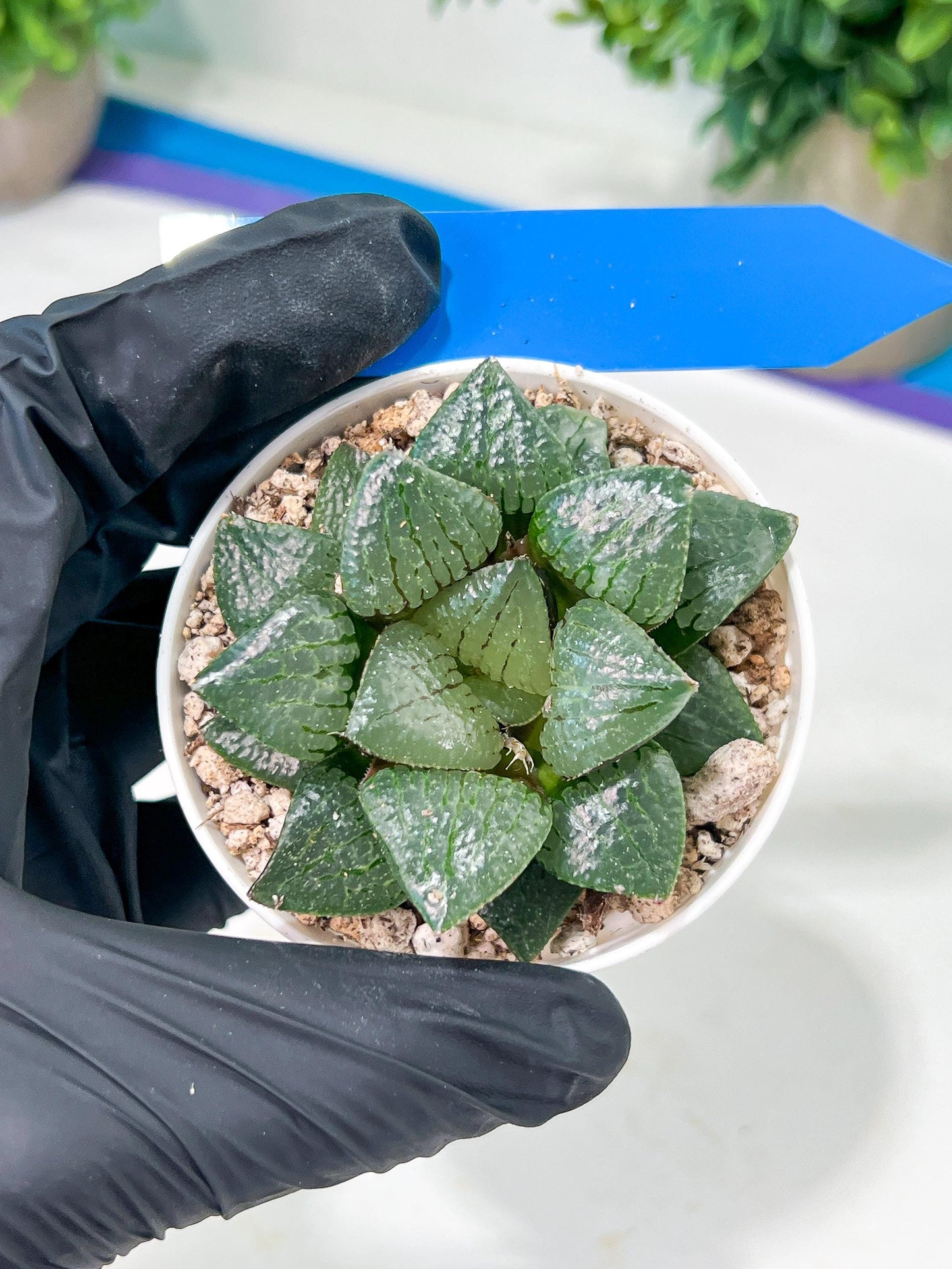 Haworthia Melon Island or Xianggua Dao (H2A) | Imported Succulent
