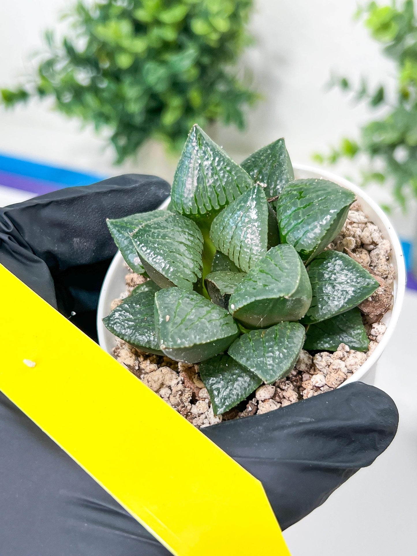 Haworthia Melon Island or Xianggua Dao (H2A) | Imported Succulent