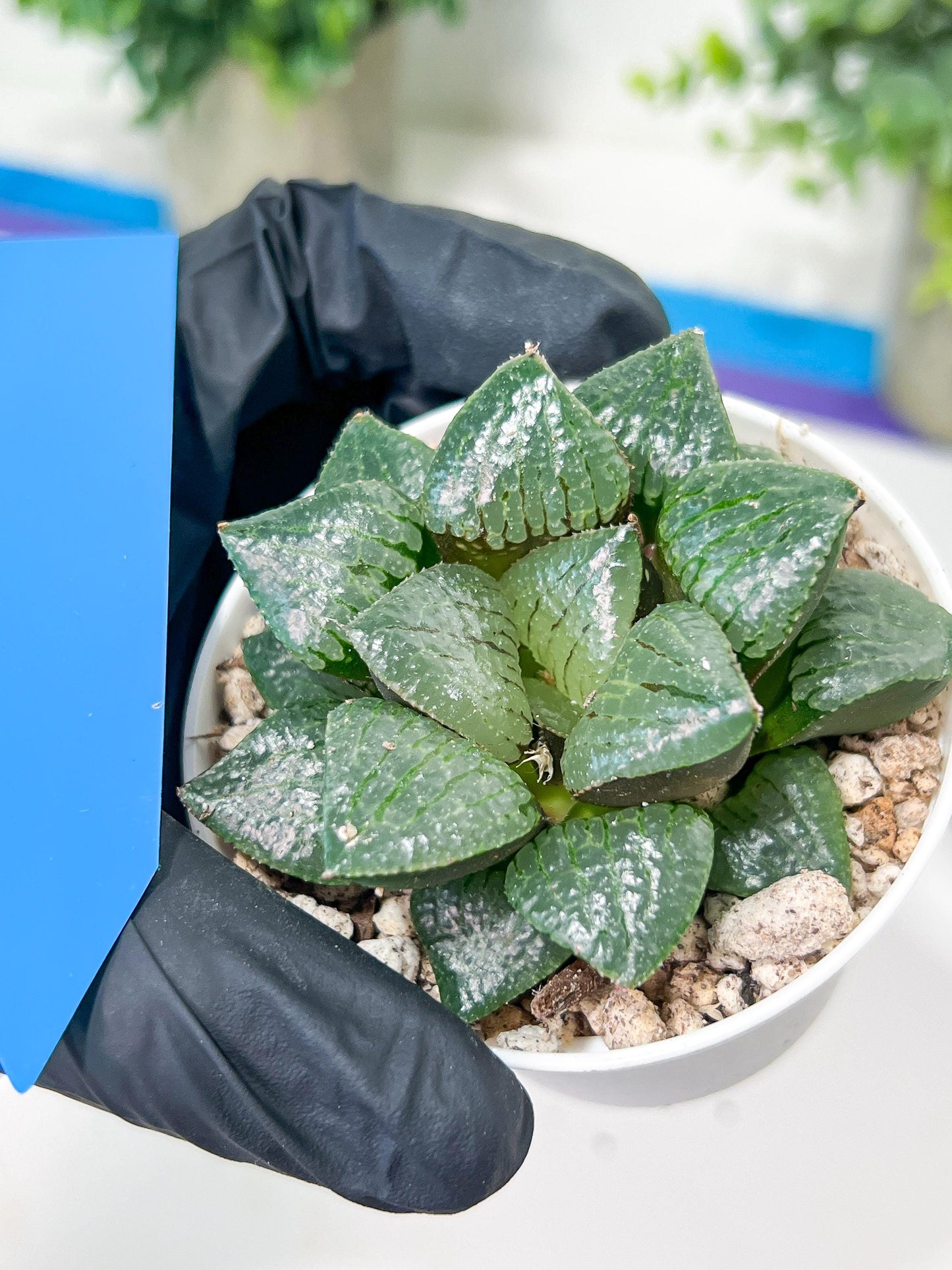 Haworthia Melon Island or Xianggua Dao (H2A) | Imported Succulent