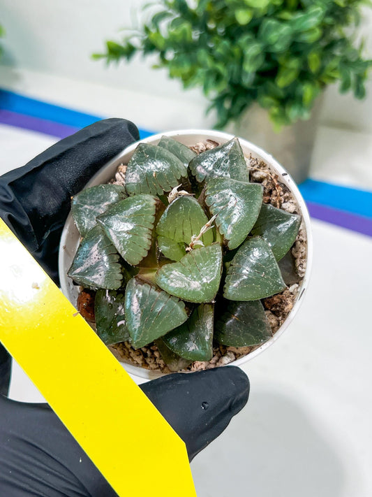 Haworthia Sun Moon Lake or Riyuentan (H2B) | Imported Succulent | Hong Kong Rare Species