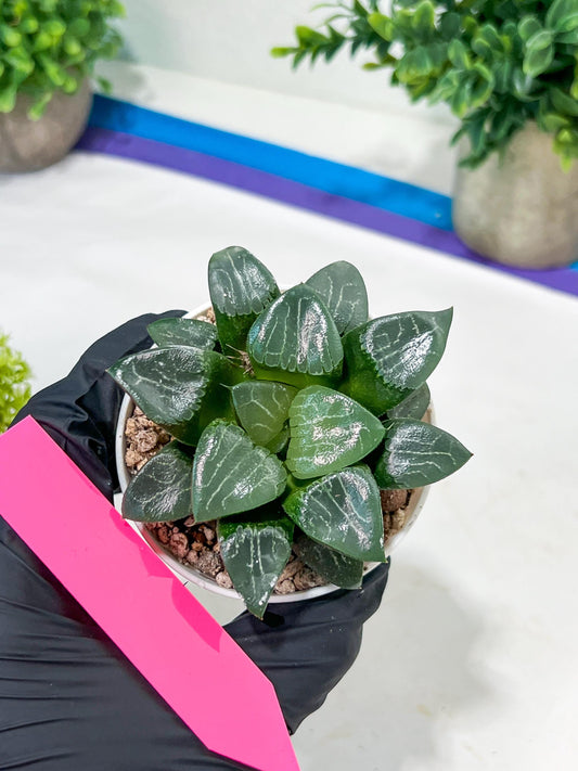Haworthia Moon Shadow or Yueying (H2C) | Imported Succulent | Hong Kong Rare Species