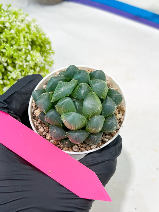 Haworthia Red Line or Chi Xian (H2D) | Imported Succulent | Hong Kong Rare Species