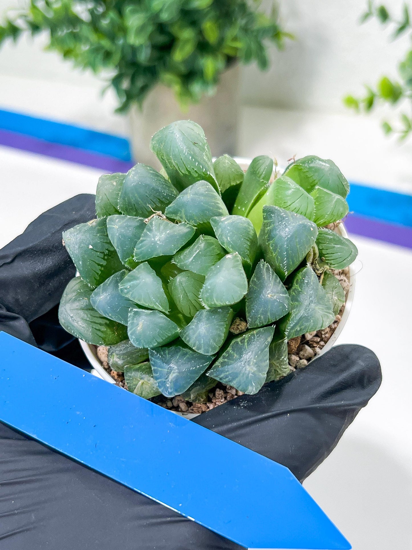 Haworthia Red Line or Chi Xian (H2D) | Imported Succulent | Hong Kong Rare Species