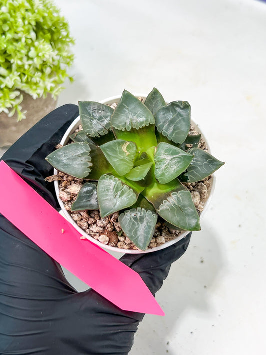 Haworthia Fire Phoenix or Huo Fenghuang (H2E) | Imported Succulent | Hong Kong Rare Species