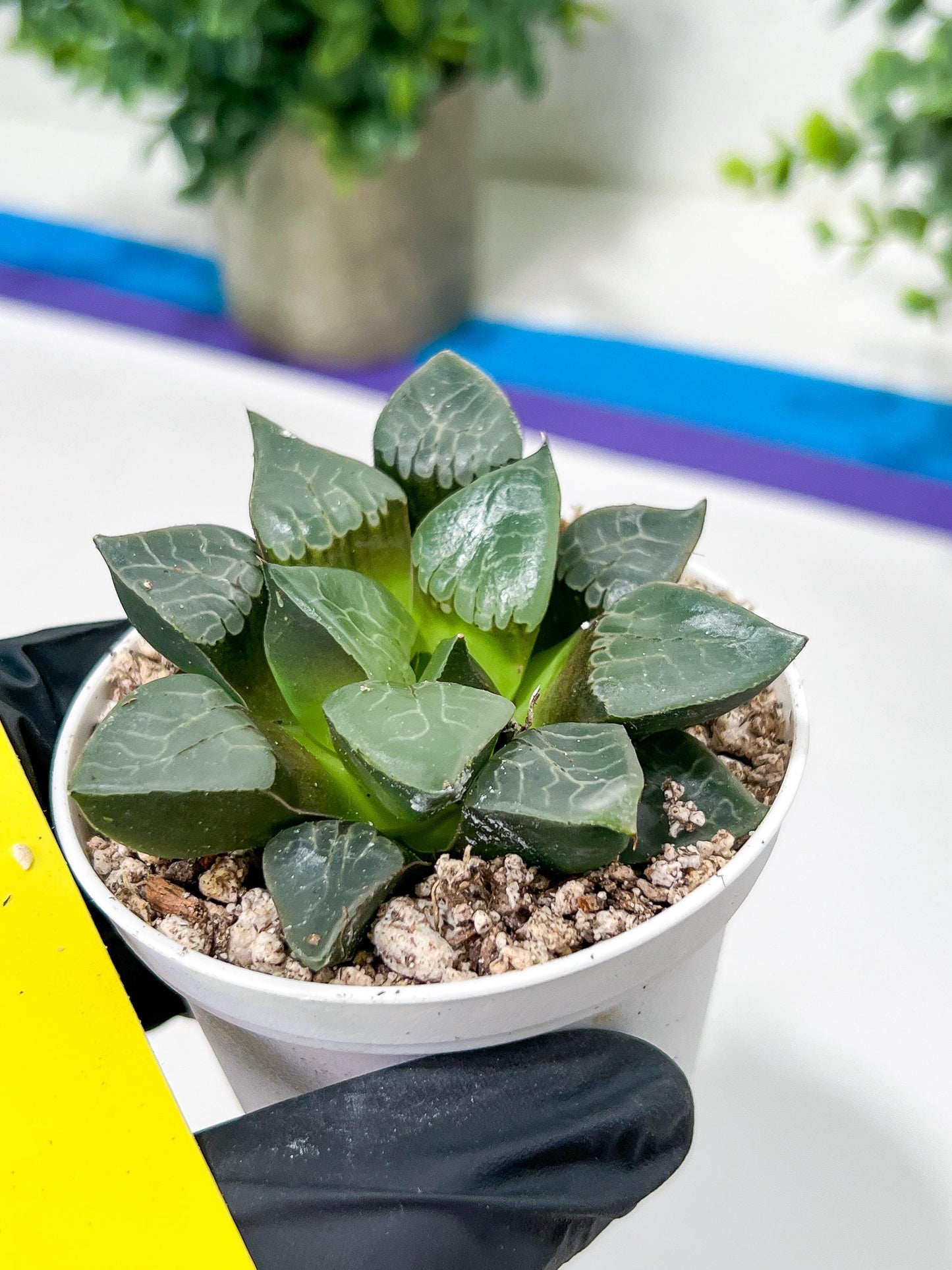 Haworthia Fire Phoenix or Huo Fenghuang (H2E) | Imported Succulent | Hong Kong Rare Species