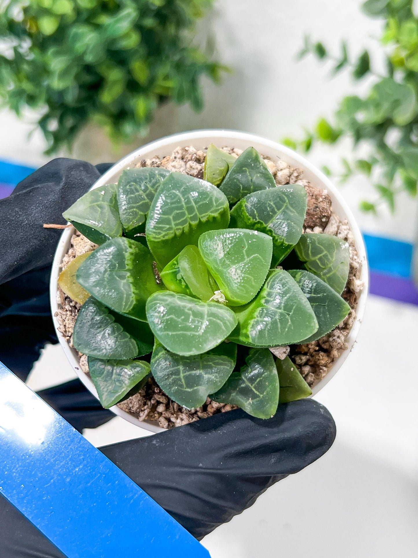 Haworthia Xiangyun (H2F) | Imported Succulent | Hong Kong Rare Species
