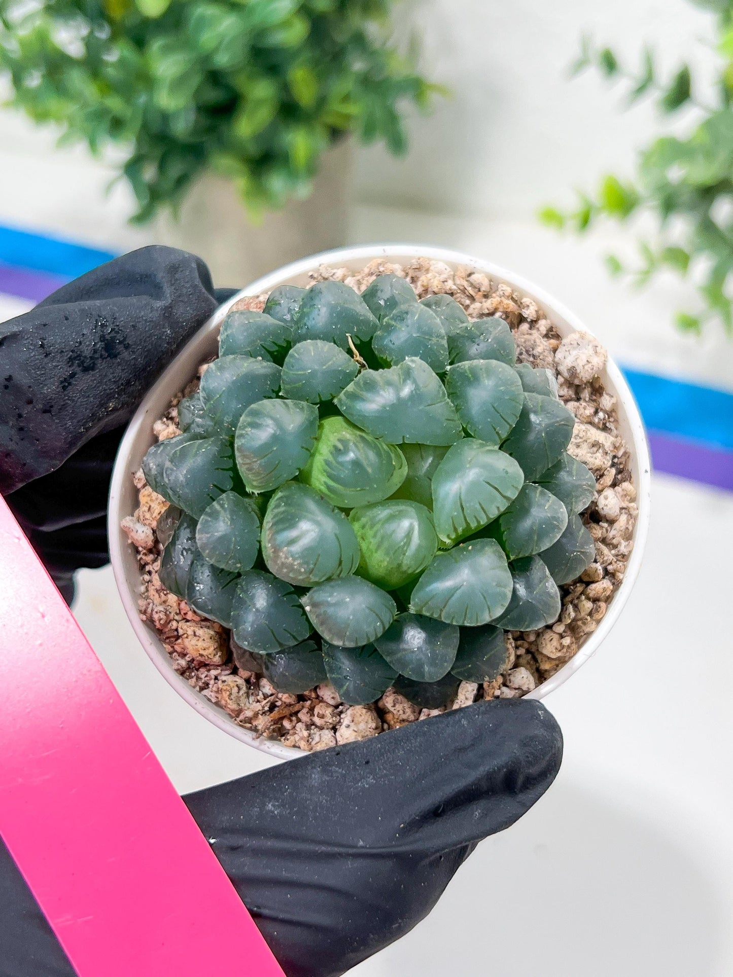 Haworthia Ice Lantern or Bingdeng (H2G) | Imported Succulent | Hong Kong Rare Species