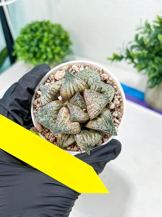 Haworthia Oiran Blue Crab or Haukui Qing Xie (H3A) | Rare Import