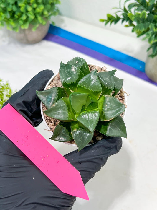 Haworthia Long Xi (H3C) | Imported Succulent