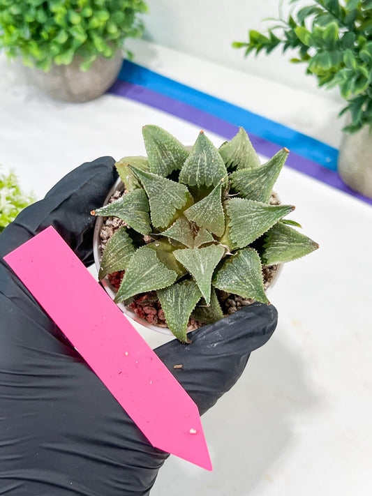 Haworthia Aluminum Star or Lu Zhi Xing (H3D) | Imported Succulent