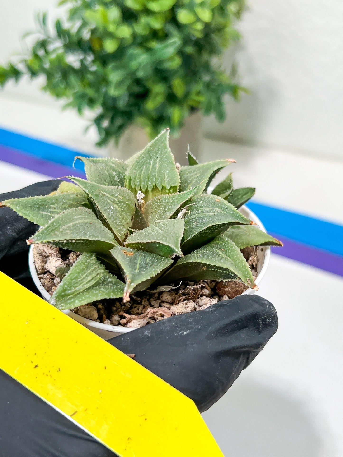 Haworthia Aluminum Star or Lu Zhi Xing (H3D) | Imported Succulent