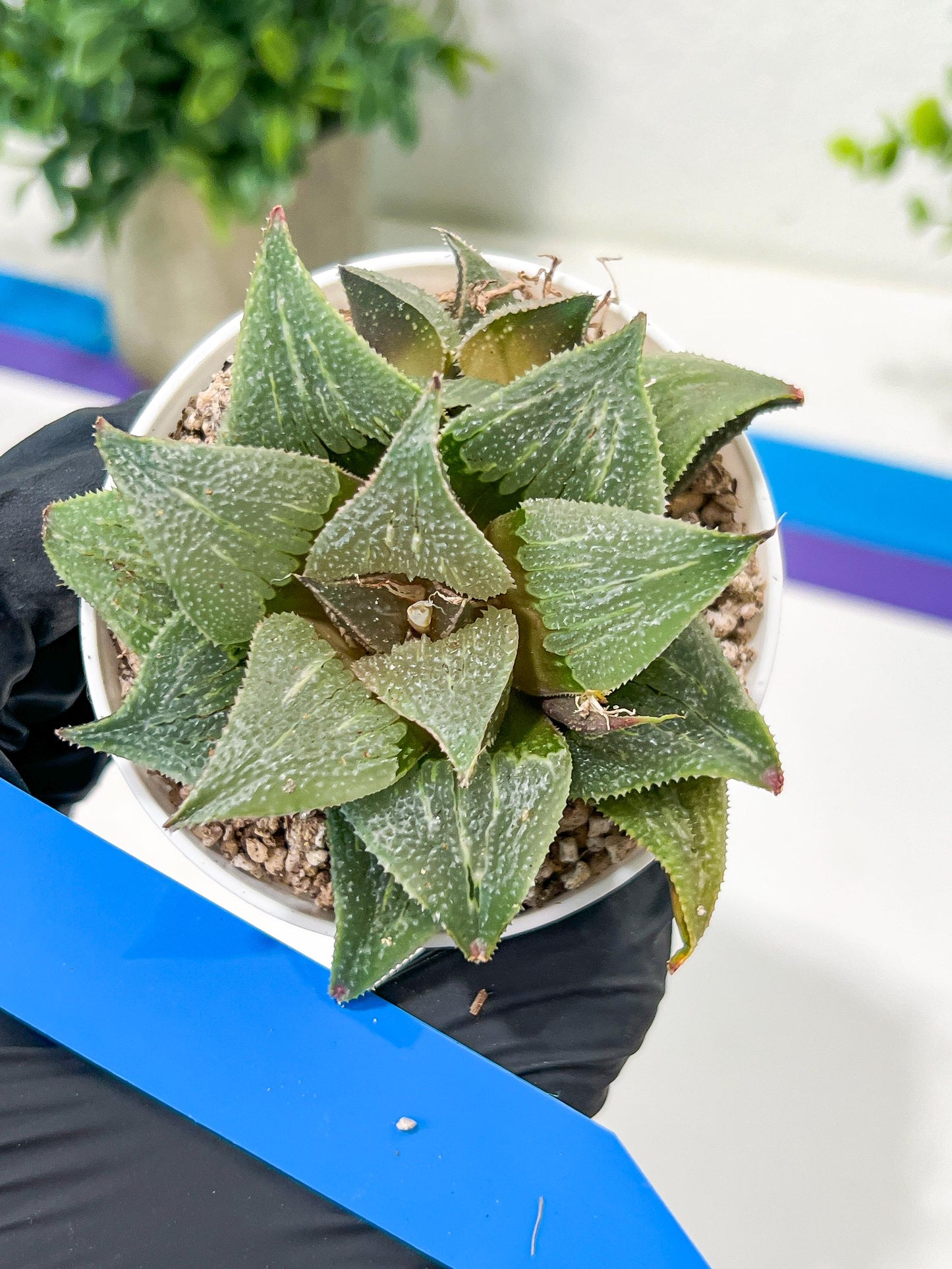Haworthia Aluminum Star or Lu Zhi Xing (H3D) | Imported Succulent