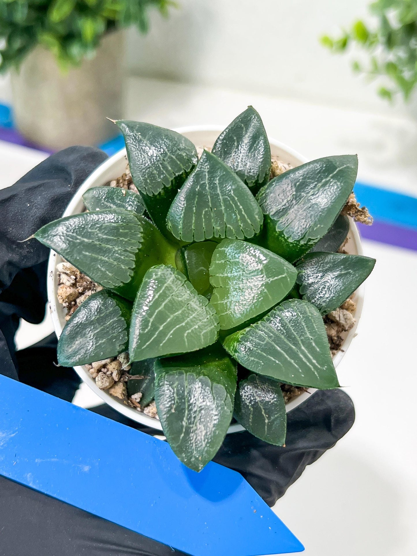 Haworthia Moon Shadow or Yueying (H3E) | Imported Succulent | Hong Kong Rare Species