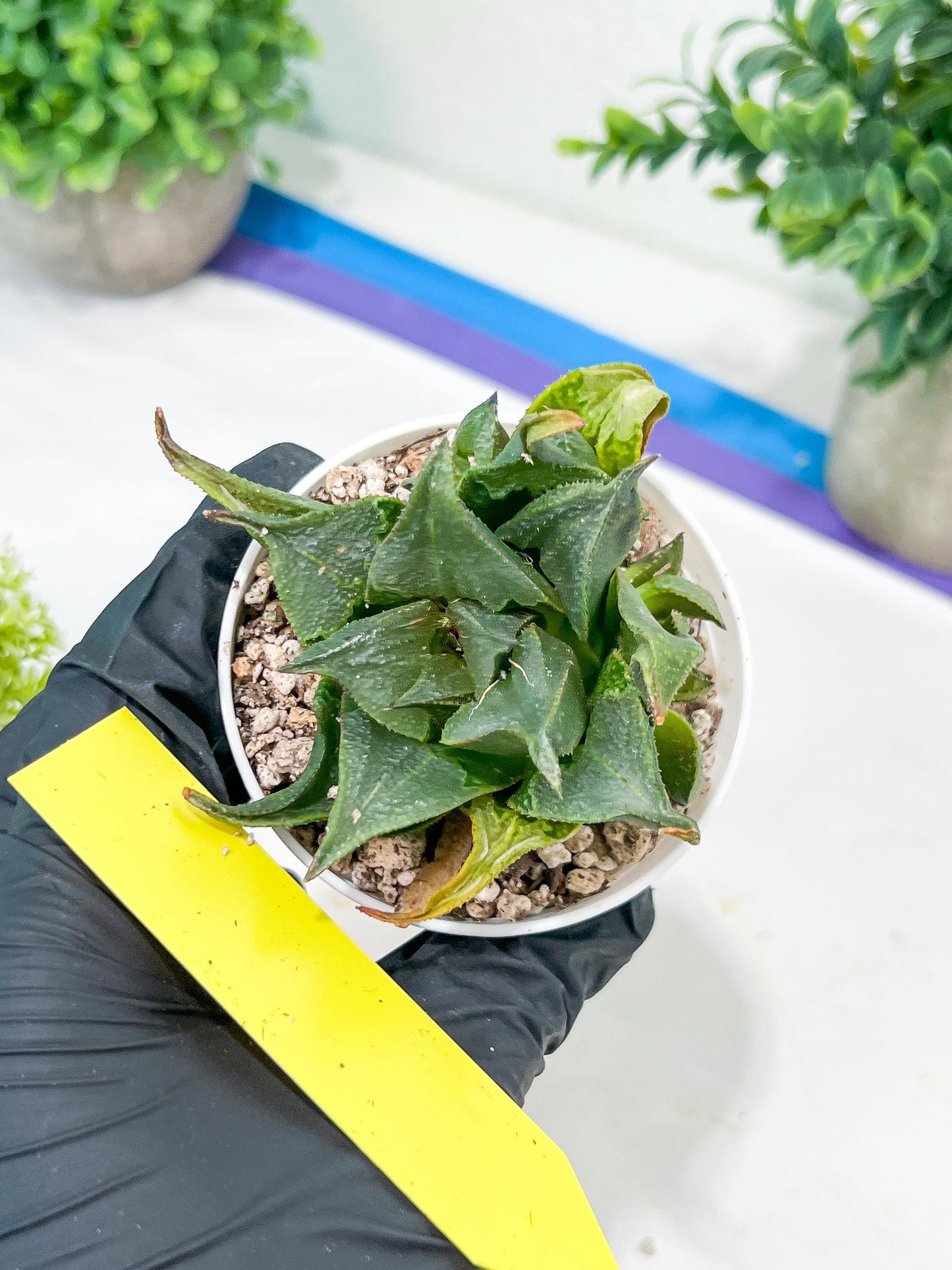 Haworthia Drinking Wine Or JiuTun (H3F) | hard to find in the US