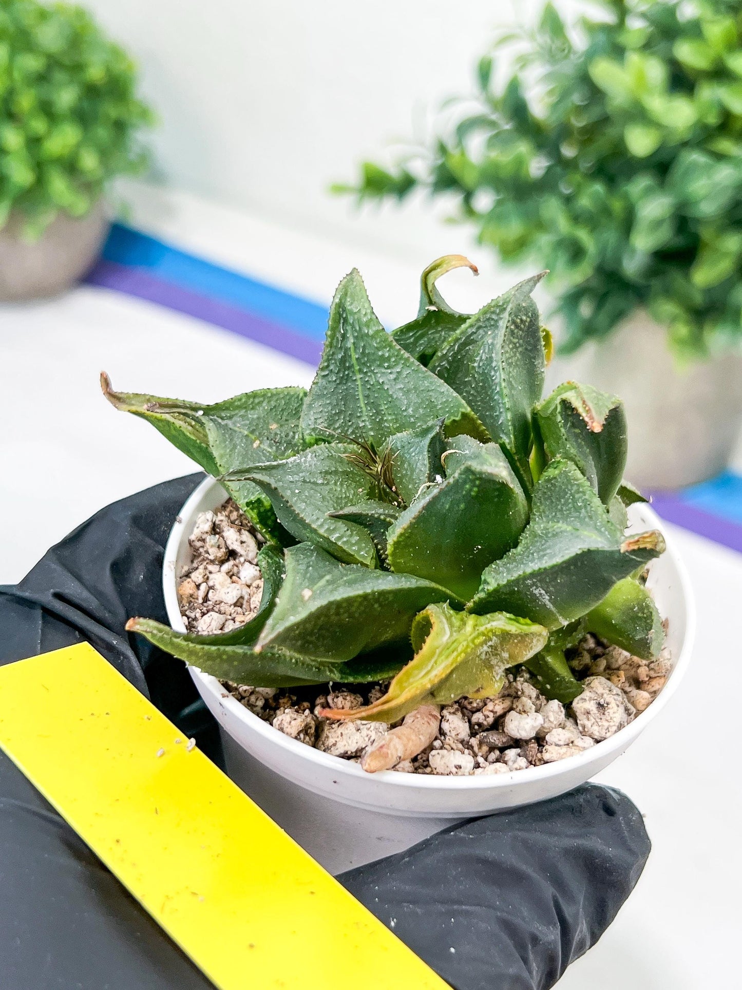 Haworthia Drinking Wine Or JiuTun (H3F) | hard to find in the US
