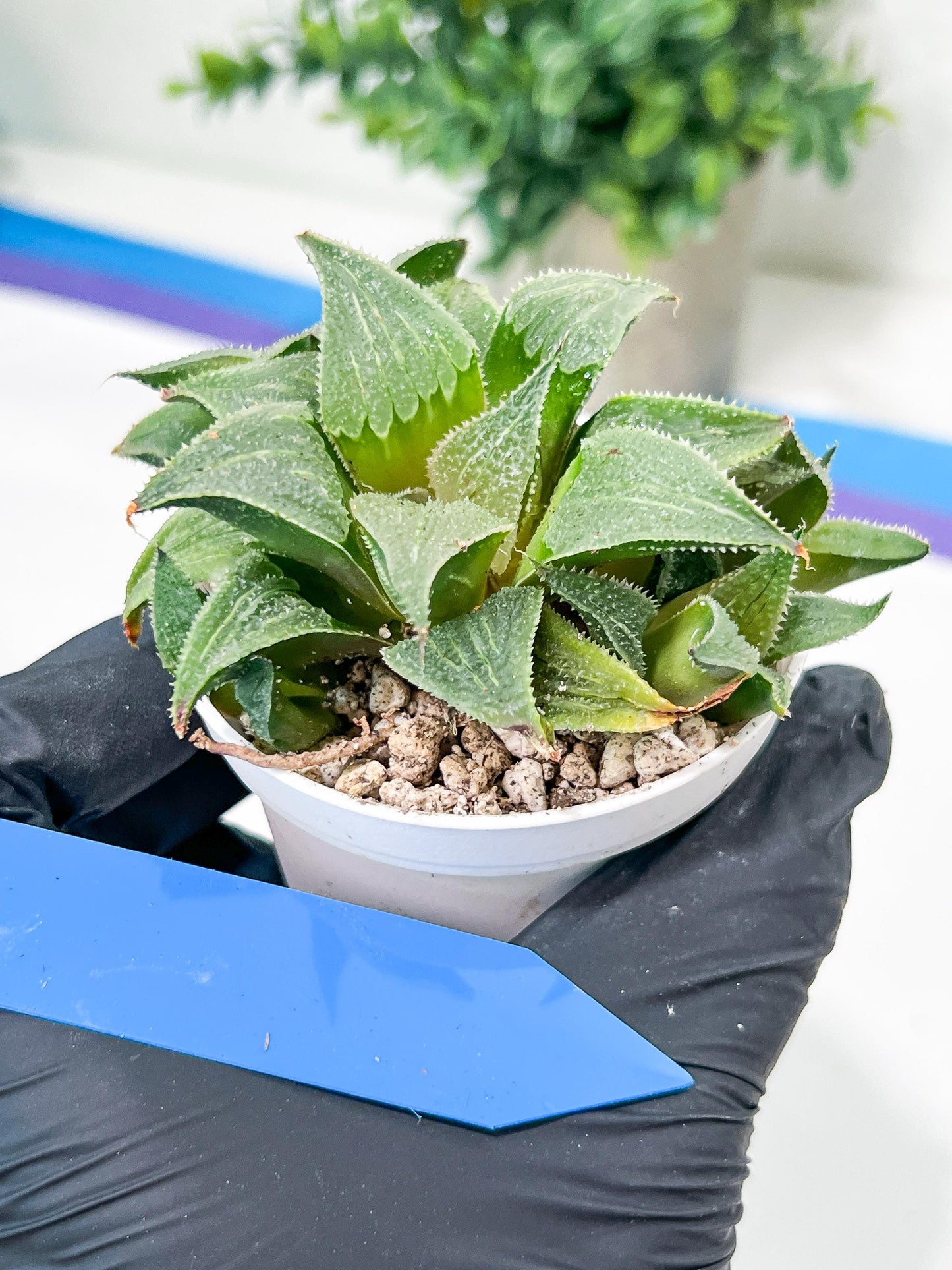 Haworthia Drinking Wine Or JiuTun (H3F) | hard to find in the US