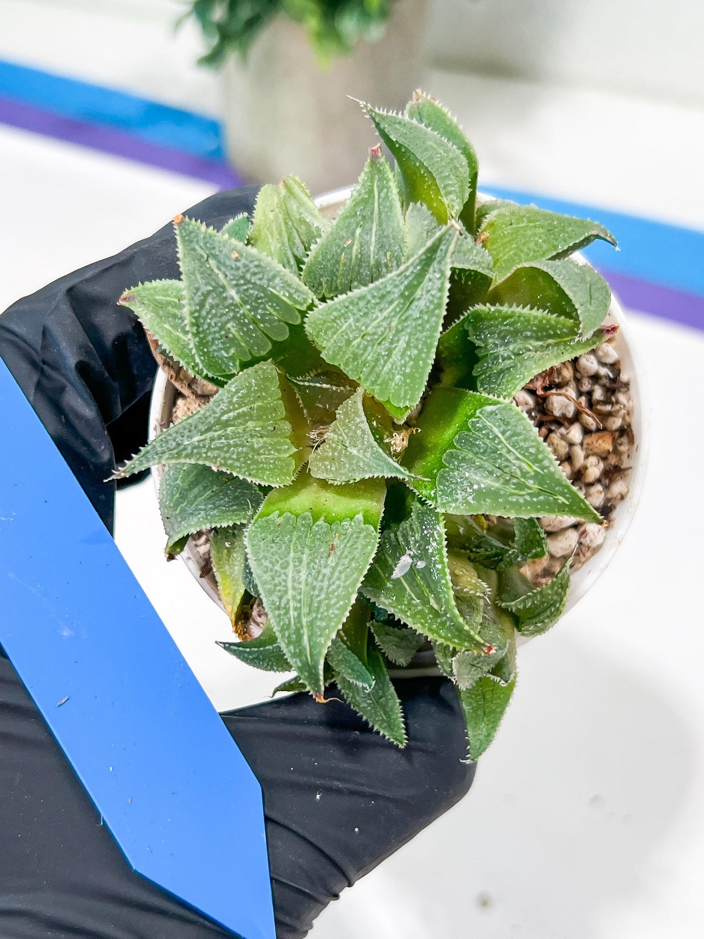 Haworthia Drinking Wine Or JiuTun (H3F) | hard to find in the US