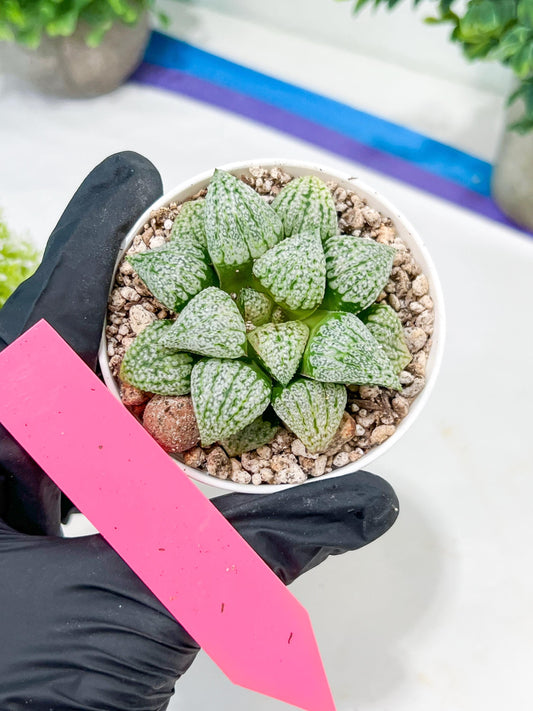 Haworthia Platinum or Bojin (H3G) | Imported Succulent | Hong Kong Rare Species