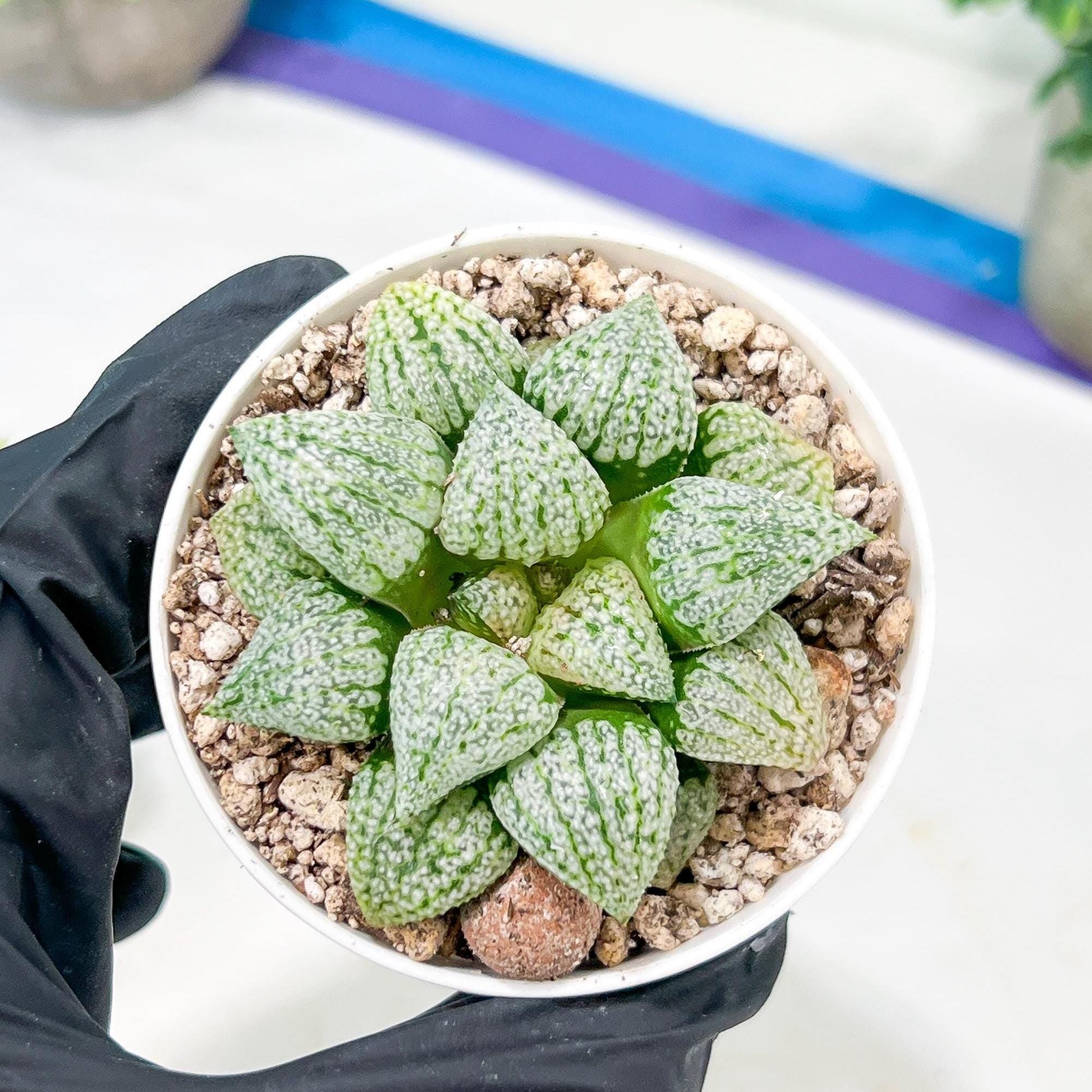Haworthia Platinum or Bojin (H3G) | Imported Succulent | Hong Kong Rare Species