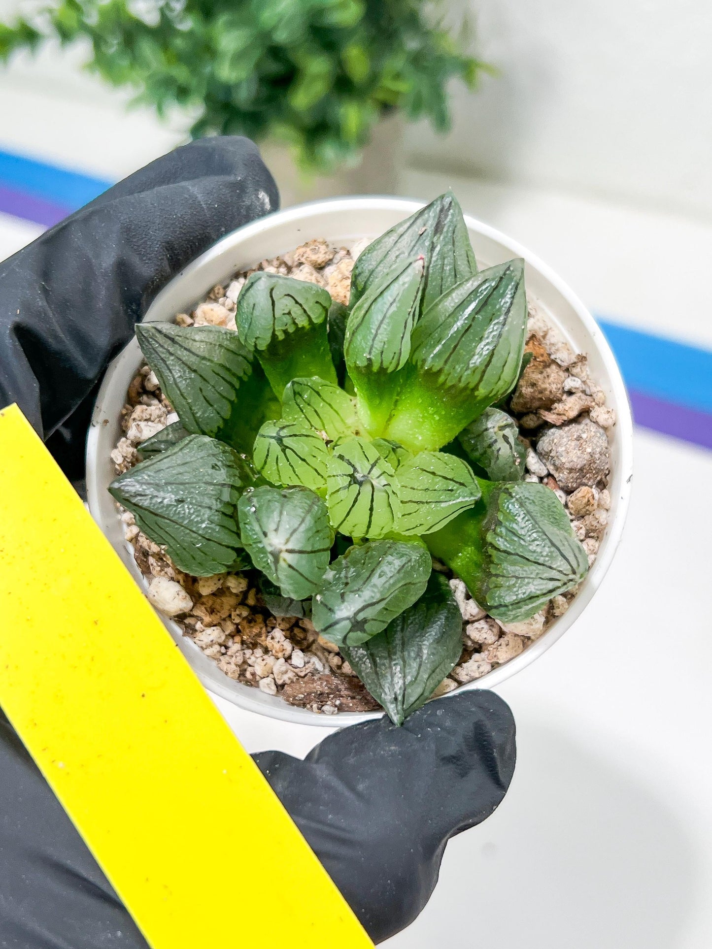 Haworthia watermelon longevity or Xigua Shou (H4B) | Imported Succulent | Hong Kong Rare Species