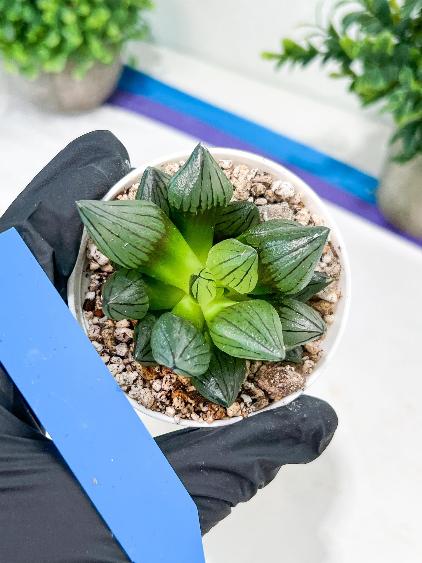 Haworthia watermelon longevity or Xigua Shou (H4B) | Imported Succulent | Hong Kong Rare Species