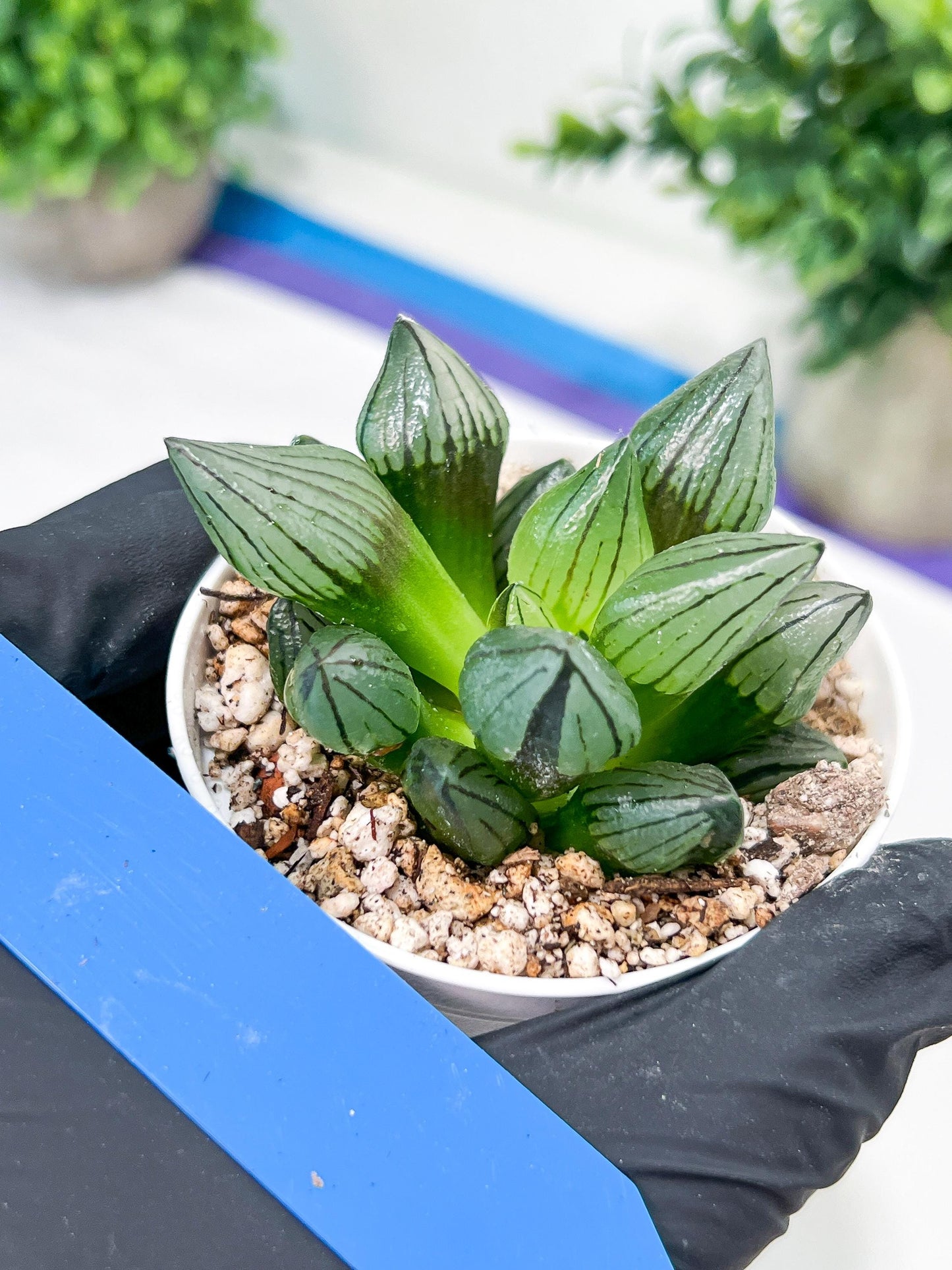 Haworthia watermelon longevity or Xigua Shou (H4B) | Imported Succulent | Hong Kong Rare Species