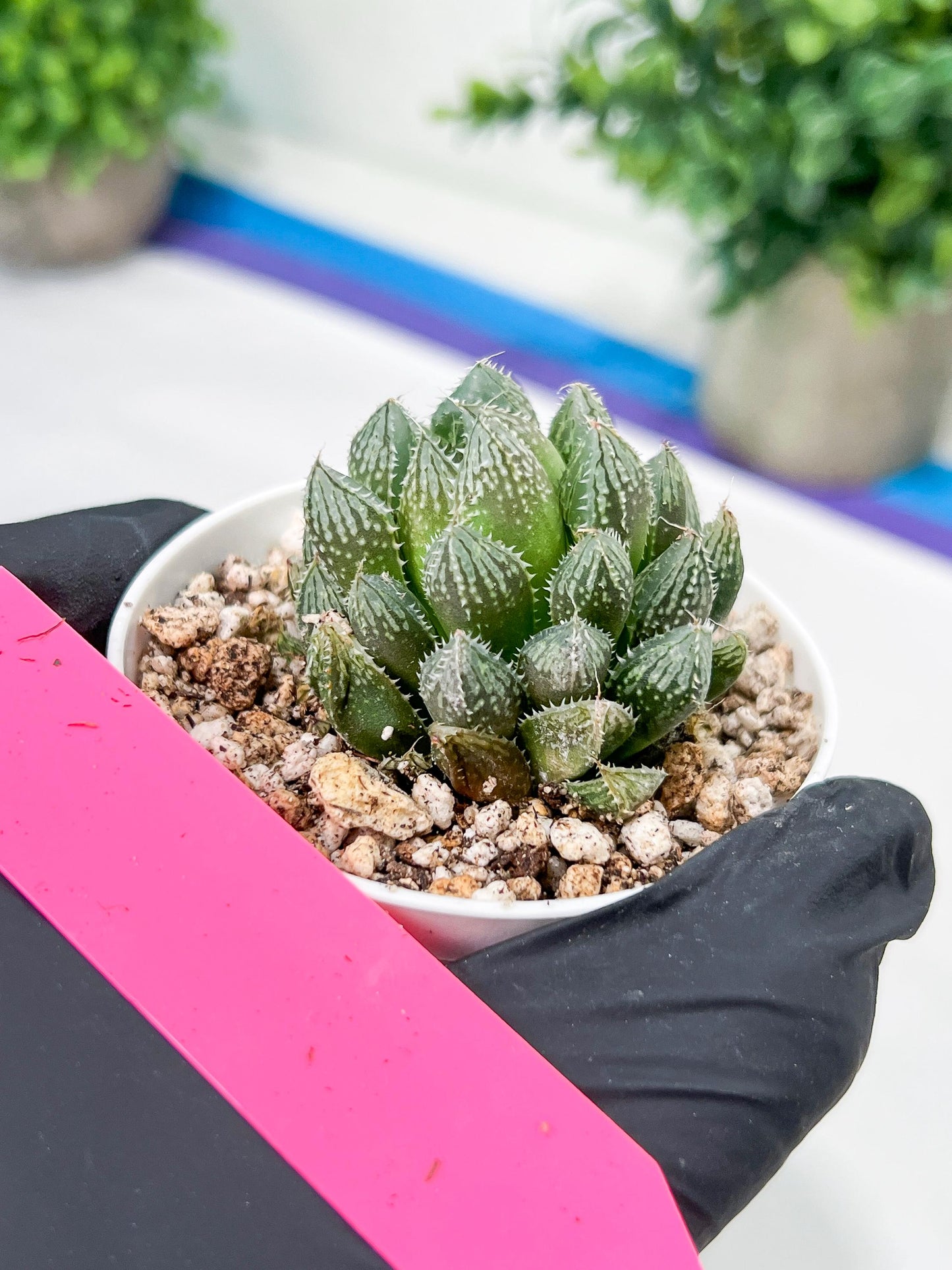 Haworthia Loulan (H4D) | Imported Succulent | Hong Kong Rare Species