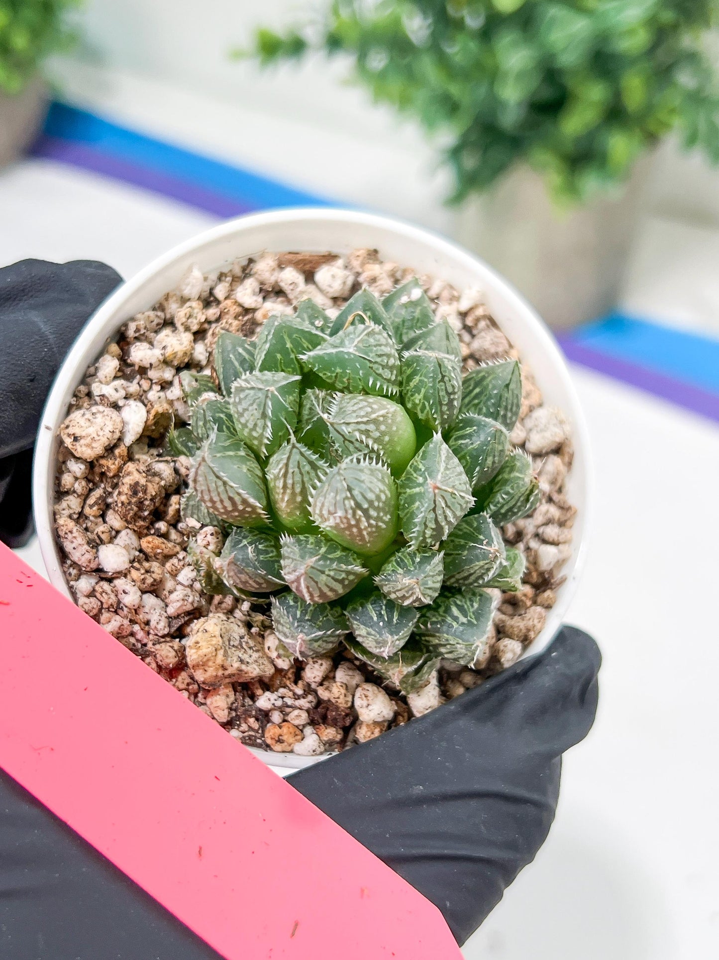 Haworthia Loulan (H4D) | Imported Succulent | Hong Kong Rare Species