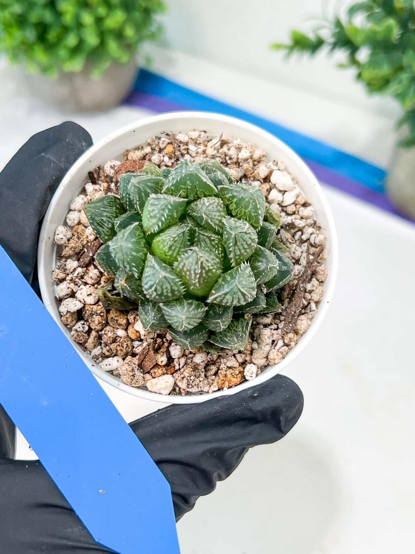 Haworthia Loulan (H4D) | Imported Succulent | Hong Kong Rare Species