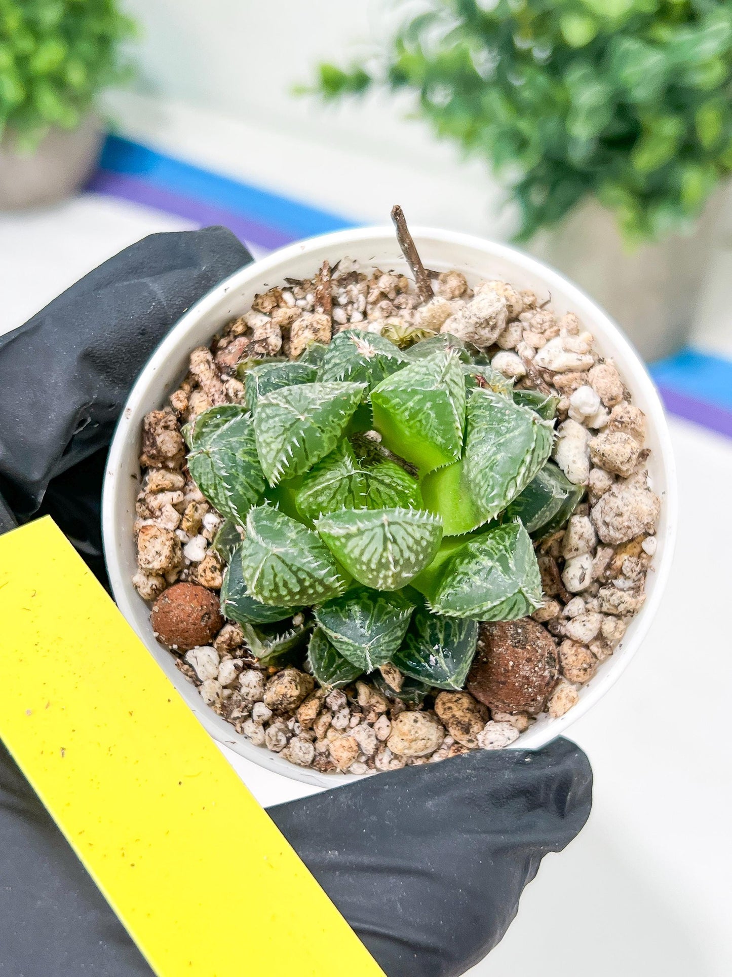 Haworthia Loulan (H4D) | Imported Succulent | Hong Kong Rare Species