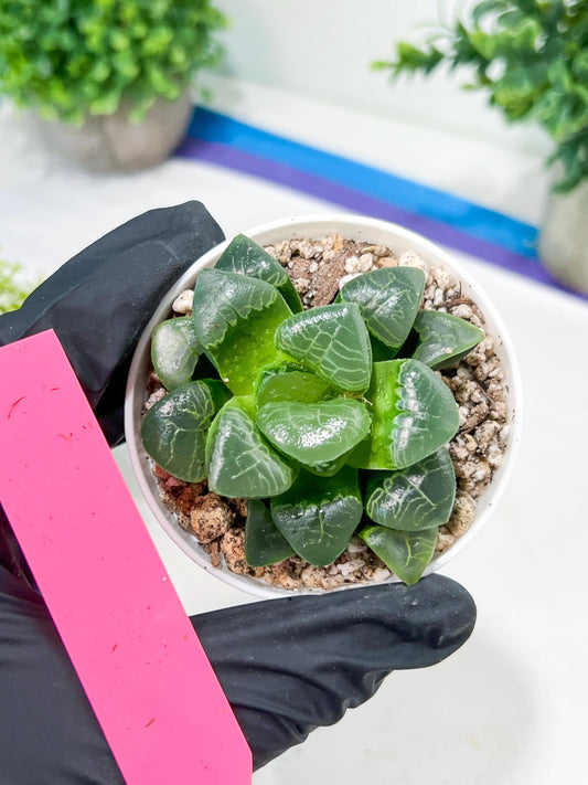 Haworthia Xiangyun (H4E) | Imported Succulent | Hong Kong Rare Species